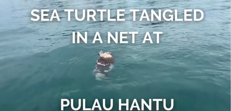 Dead Hawksbill Sea Turtle caught entangled in heavy gill net at Pulau Hantu